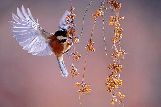 Goedemorgen Café Mfm Vogels Vogeltelling