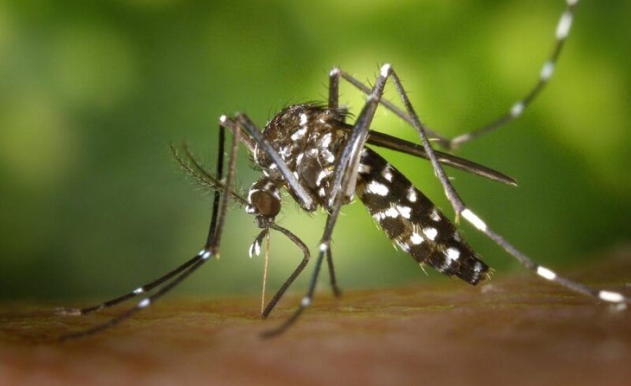 mosquito-49141_1280-aspect-ratio-800-500