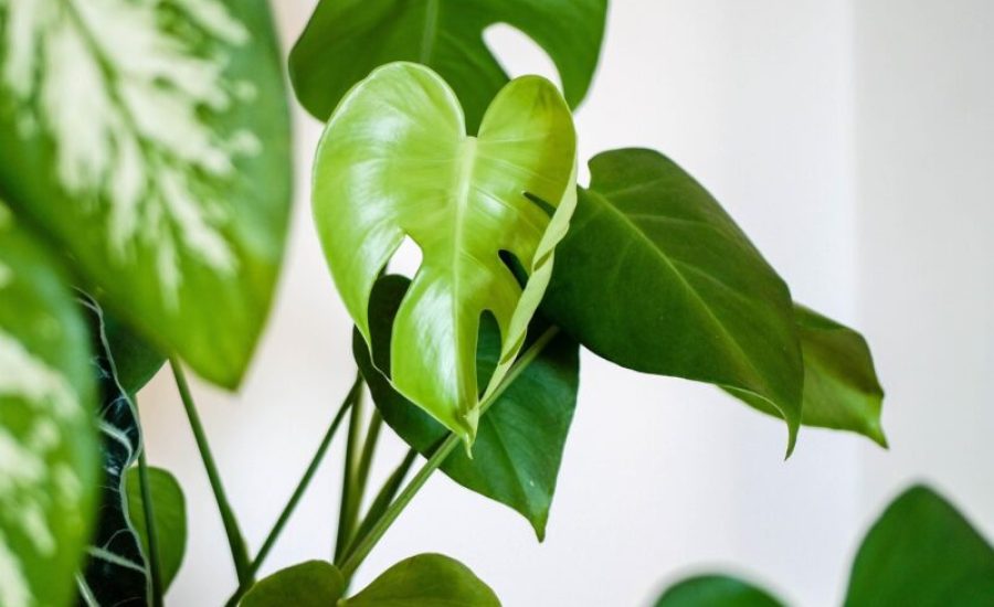 plant-4427146_1280-aspect-ratio-800-500