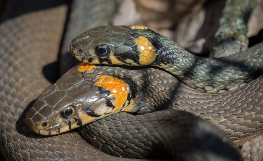 snake-2291913_1280-aspect-ratio-800-500