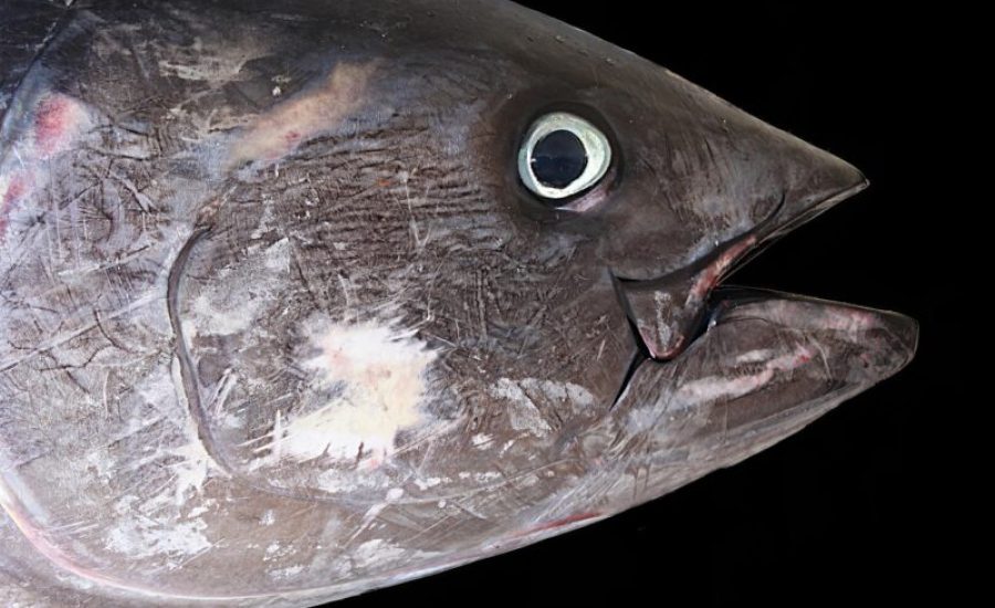 tuna-1617467_1280-aspect-ratio-800-500
