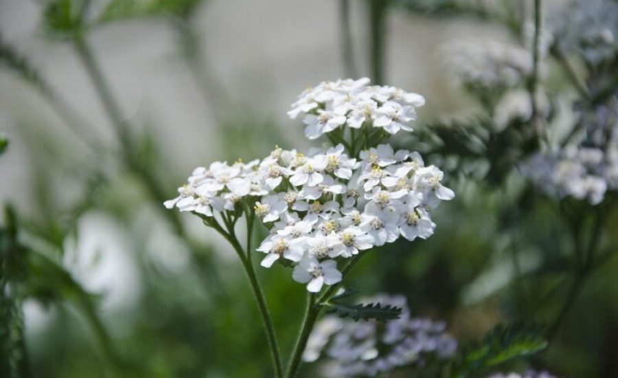 yarrow-plant-3681169_1280-aspect-ratio-800-500